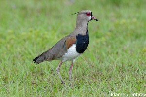 Southern lapwing