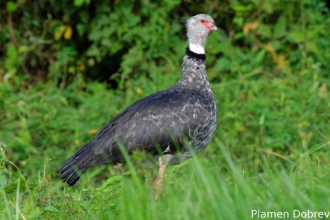 Southern screamer