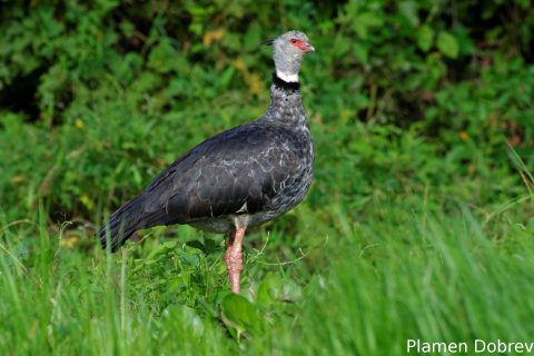 Southern screamer