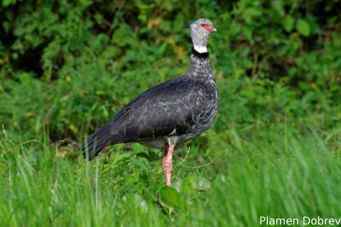Southern screamer