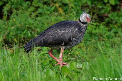 Southern screamer