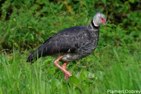 Southern screamer
