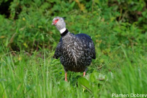 Southern screamer