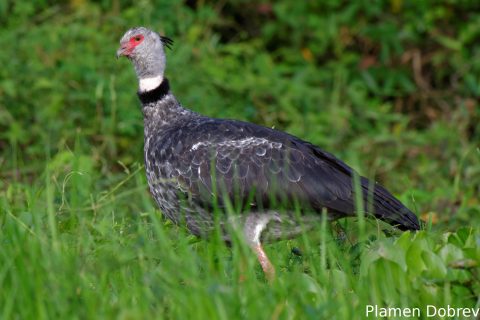 Southern screamer