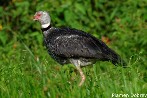 Southern screamer