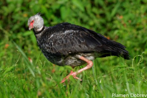 Southern screamer