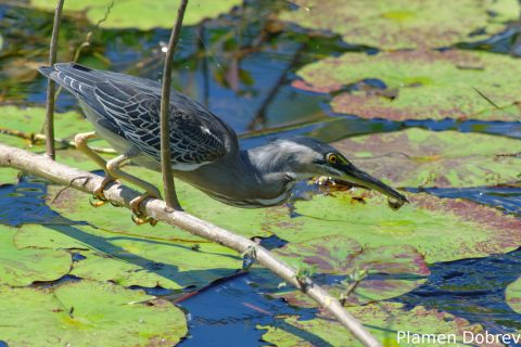 Striated heron