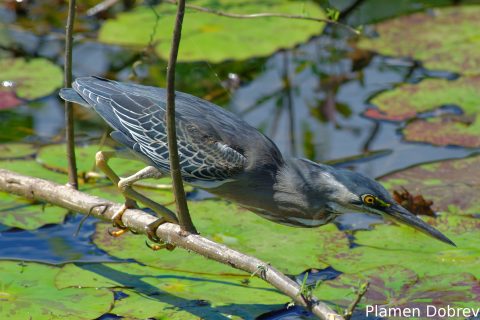Striated heron
