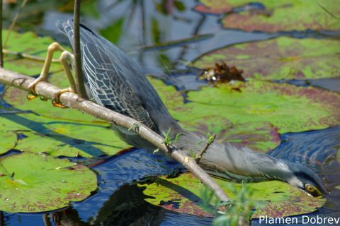 Striated heron
