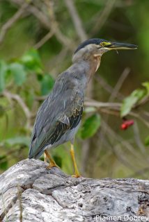 Striated heron