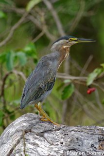 Striated heron