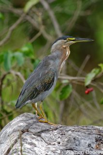 Striated heron