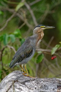 Striated heron