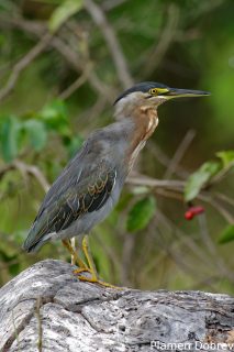 Striated heron