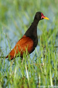 Wattled jacana