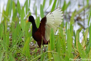 Wattled jacana