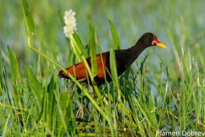 Wattled jacana