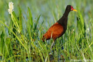 Wattled jacana