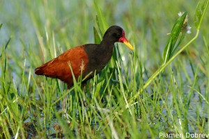Wattled jacana