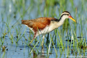 Wattled jacana