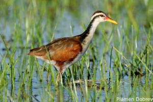 Wattled jacana