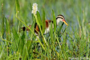 Wattled jacana