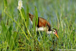 Wattled jacana