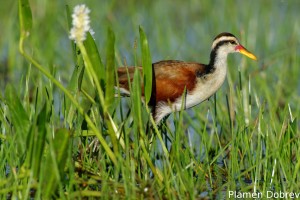 Wattled jacana