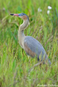 Whistling heron