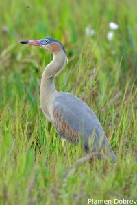 Whistling heron