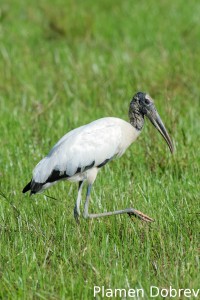 Wood stork
