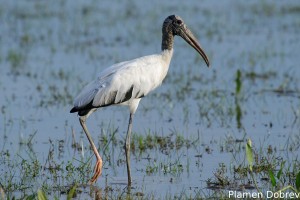 Wood stork