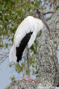 Wood stork