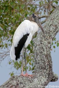 Wood stork