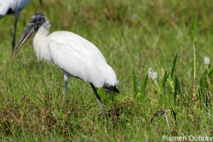 Wood stork