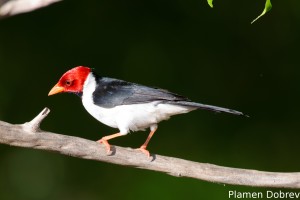 Yellow-billed cardinal