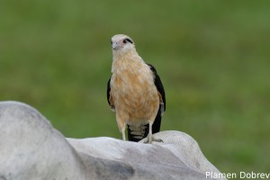Yellow-headed caracara