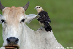 Yellow-headed caracara
