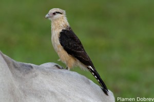 Yellow-headed caracara