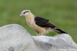 Yellow-headed caracara