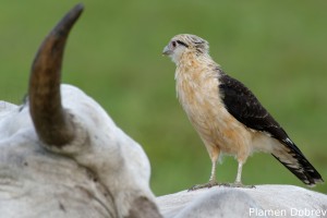 Yellow-headed caracara