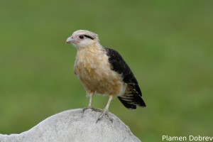 Yellow-headed caracara