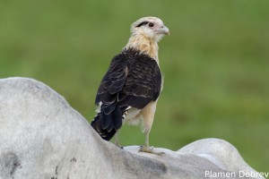 Yellow-headed caracara
