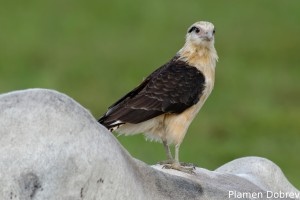 Yellow-headed caracara