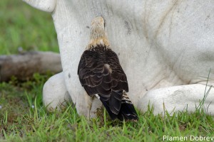 Yellow-headed caracara