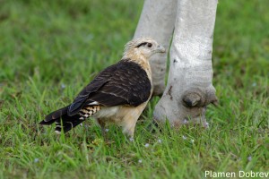 Yellow-headed caracara