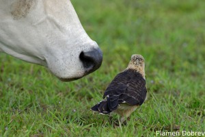 Yellow-headed caracara