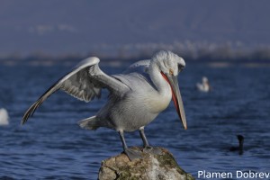 Dalmatin pelican/Къдроглав пеликан