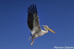 White pelican/Розов пеликан