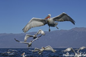 Dalmatin pelican/Къдроглав пеликан